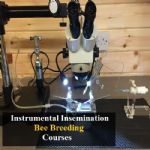 Instrumental Insemination in Bee Breeding Course 2018